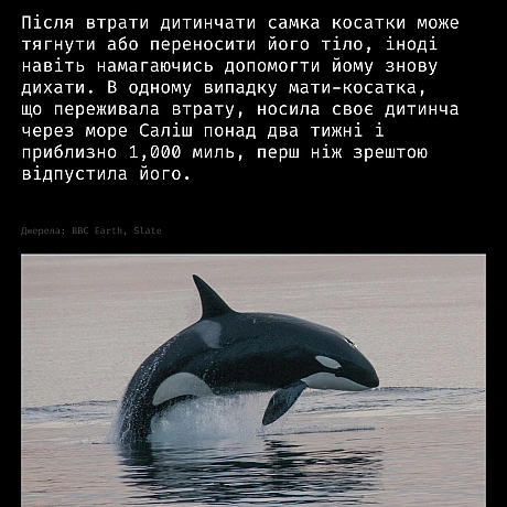 Горе — це не лише людський досвід.У різних видів тварин науковці спостерігають поведінку, схожу на скорботу:матері носять пом... - Кожна тварина on we.ua