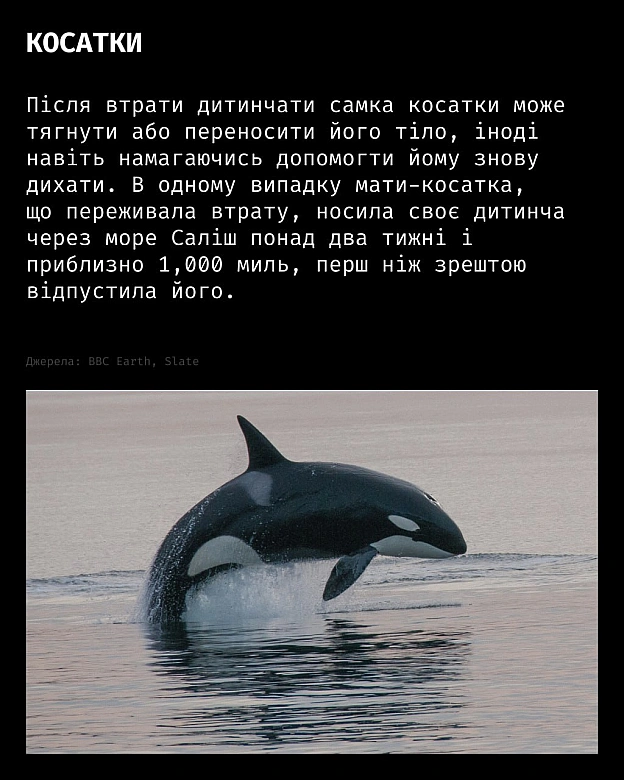 Горе — це не лише людський досвід.У різних видів тварин науковці спостерігають поведінку, схожу на скорботу:матері носять пом... - Кожна тварина on we.ua