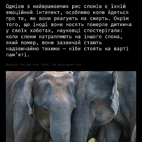 Горе — це не лише людський досвід.У різних видів тварин науковці спостерігають поведінку, схожу на скорботу:матері носять пом... - Кожна тварина on we.ua