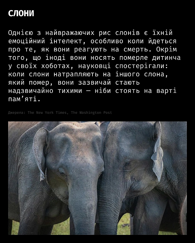 Горе — це не лише людський досвід.У різних видів тварин науковці спостерігають поведінку, схожу на скорботу:матері носять пом... - Кожна тварина on we.ua