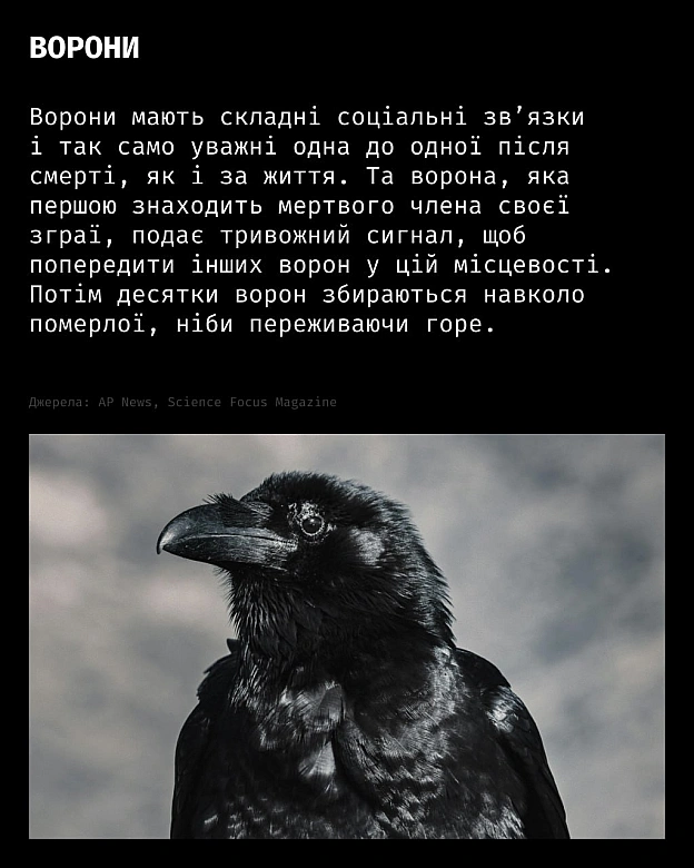 Горе — це не лише людський досвід.У різних видів тварин науковці спостерігають поведінку, схожу на скорботу:матері носять пом... - Кожна тварина on we.ua