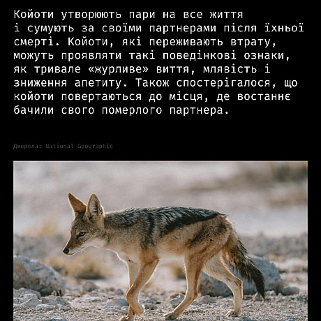 Горе — це не лише людський досвід.У різних видів тварин науковці спостерігають поведінку, схожу на скорботу:матері носять пом... - Кожна тварина on we.ua