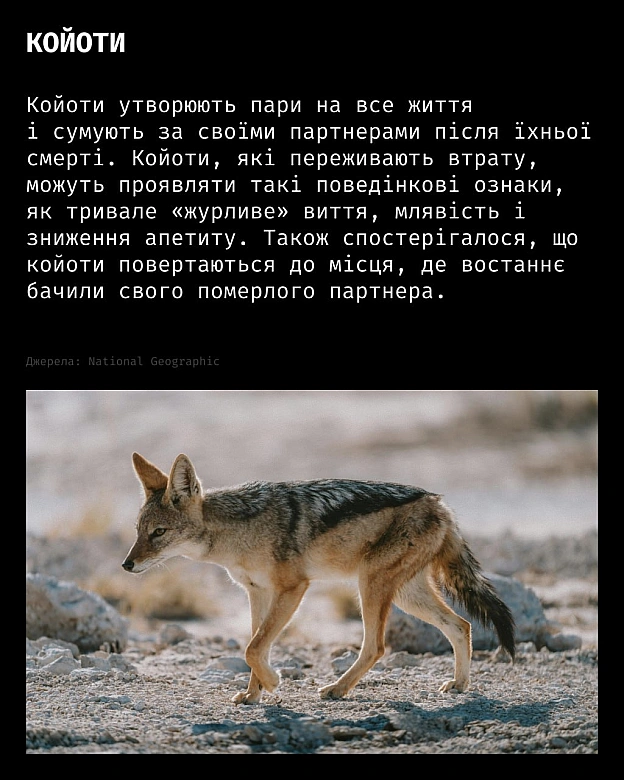 Горе — це не лише людський досвід.У різних видів тварин науковці спостерігають поведінку, схожу на скорботу:матері носять пом... - Кожна тварина on we.ua