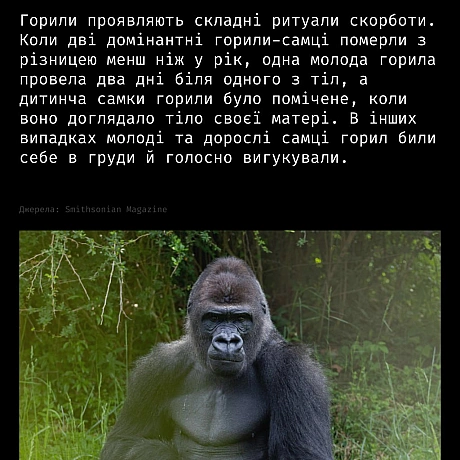 Горе — це не лише людський досвід.У різних видів тварин науковці спостерігають поведінку, схожу на скорботу:матері носять пом... - Кожна тварина on we.ua
