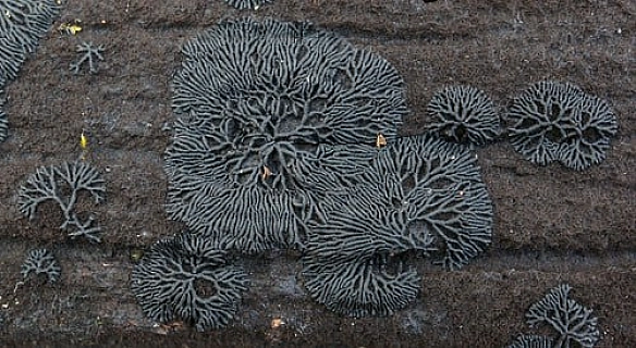 У найбільш забруднених радіацією місцях зони відчуження навколо ЧАЕС у 1997 році українська мікологиня Неллі Жданова зафіксувала... - WAS на we.ua