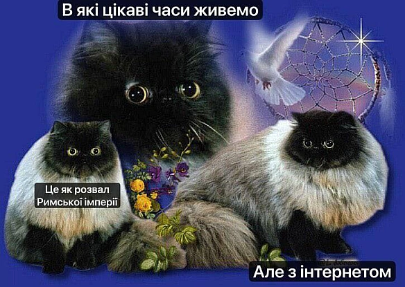 Баба і Кіт on we.ua