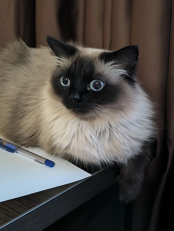 Тимчасово це блог моїх котів 😁 але ви ж не проти, правда? 

На фото директорка Мрія - Давай займемось текстом на weua.dev