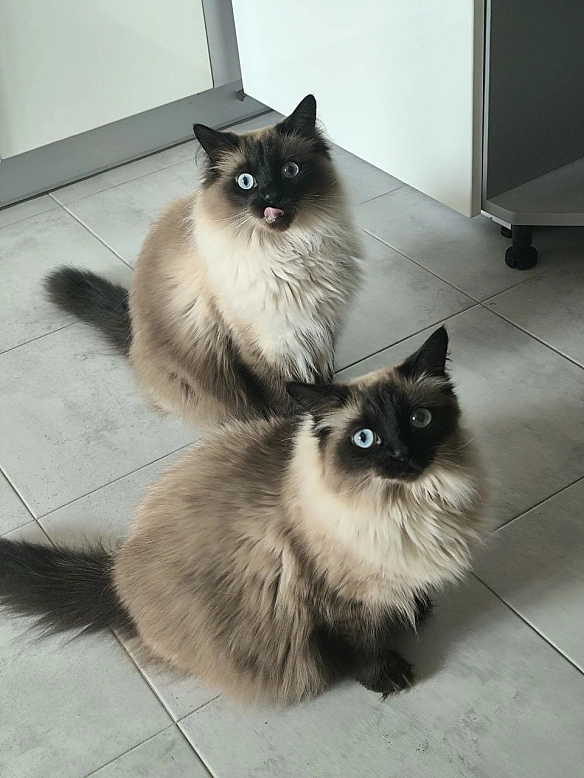 Їсти дуже хочеться, хоч і щойно їли - Давай займемось текстом на weua.dev