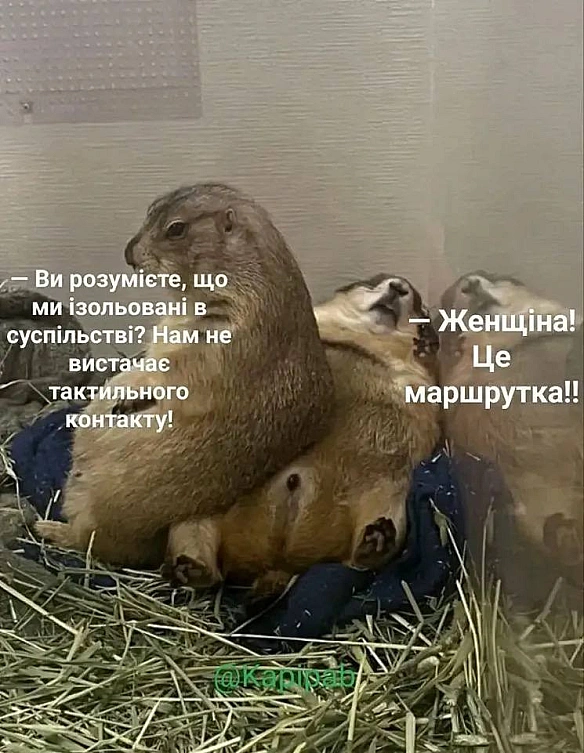 Доброго ранку!
(c) @Kapipab

@memargam - МЕМАГРАМ на weua.dev