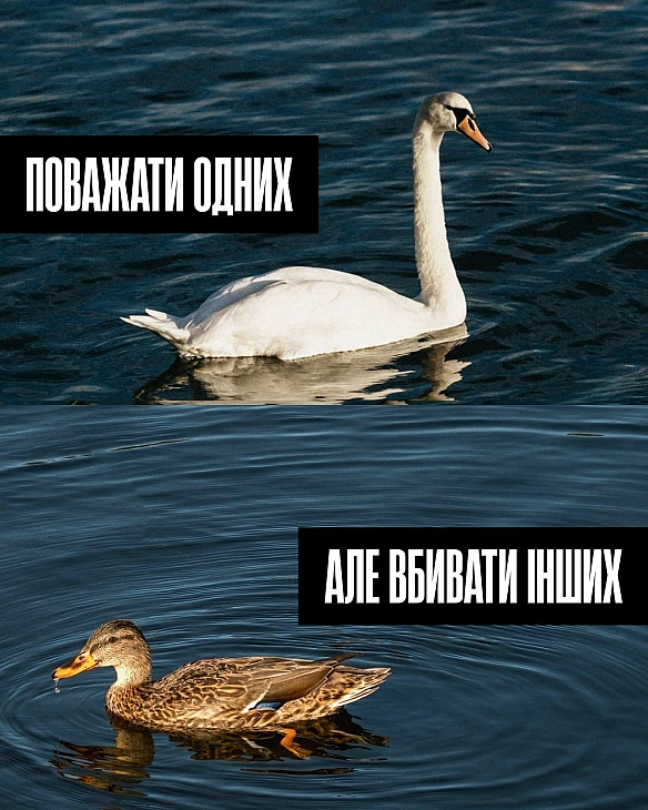 Ми звикли вважати, що лебеді — символ краси й вірності, а качки — просто «птиця».

Але кожен з них відчуває, піклується і прагне... - Кожна тварина на weua.dev