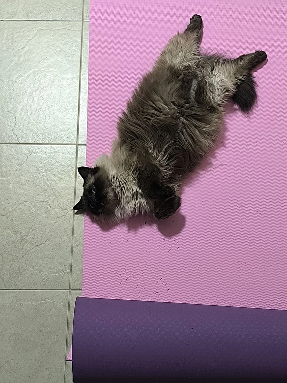 Увага, повітряна тривога. Займіть місця у калідорі чи де вам підходить. Старайтесь не дряпати каремат. Гризти теж не бажано. - Давай займемось текстом на we.ua