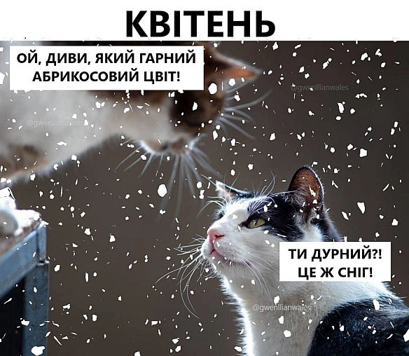 З першим снігом(с) @gwenllianwales@memargam - МЕМАГРАМ на we.ua