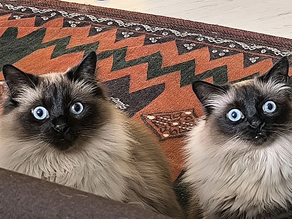 Ти поворухнулась. Це означає, ми йдемо їсти? - Давай займемось текстом на we.ua