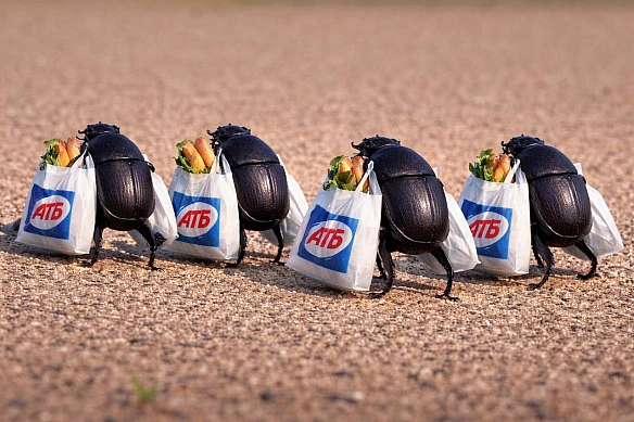 Що би ви хотіли побачити в епізоді про грошове забезпечення воєнних жуків?😅 - на we.ua