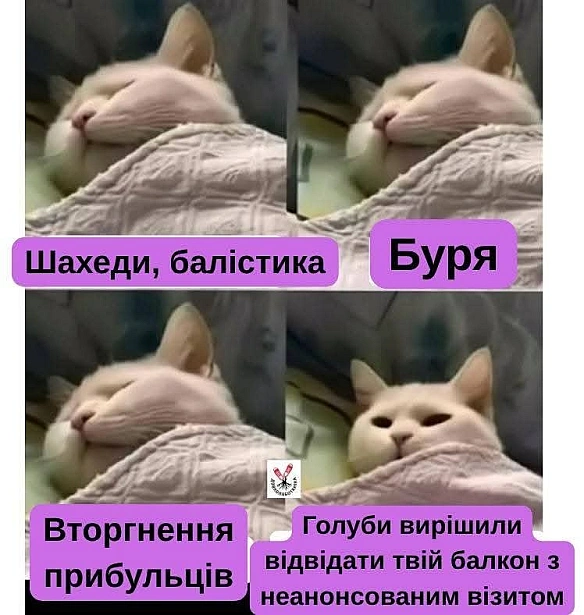 Баба і Кіт на we.ua