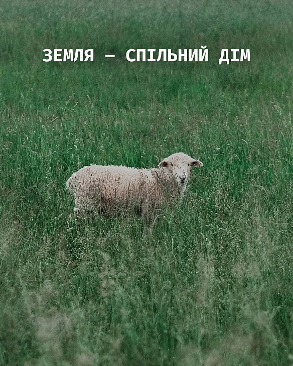 Сьогодні — День Землі. І Земля належить не лише нам.Вівці, вовки, олені, кити, кури, корови, свині — вони з\'явились на цій пл... - на we.ua