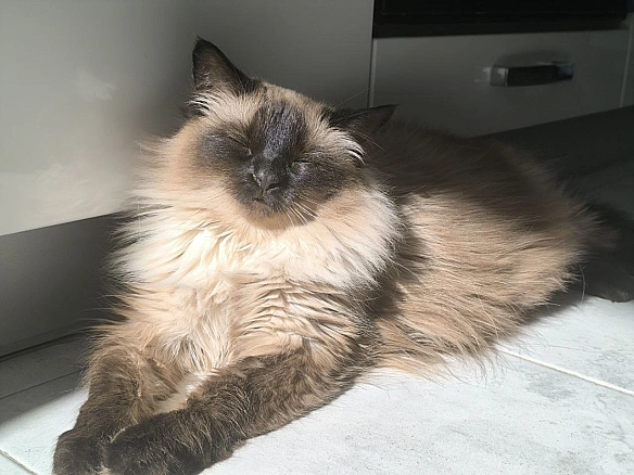 Сонечко. Мрія. - на we.ua