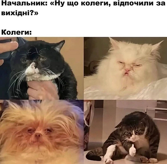 Баба і Кіт on we.ua