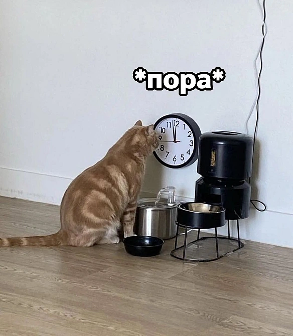 🙂🙂🙂 - Музика і Котики on we.ua