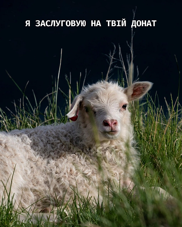 Кожна тварина заслуговує на захист — не лише та, яка живе поруч із нами.«Кожна Тварина» працює для всіх. Підписка на monobase ... - Кожна тварина on we.ua