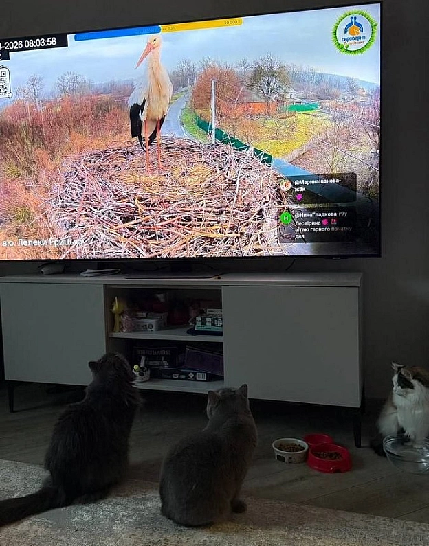 👁️👁️ - Музика і Котики on we.ua