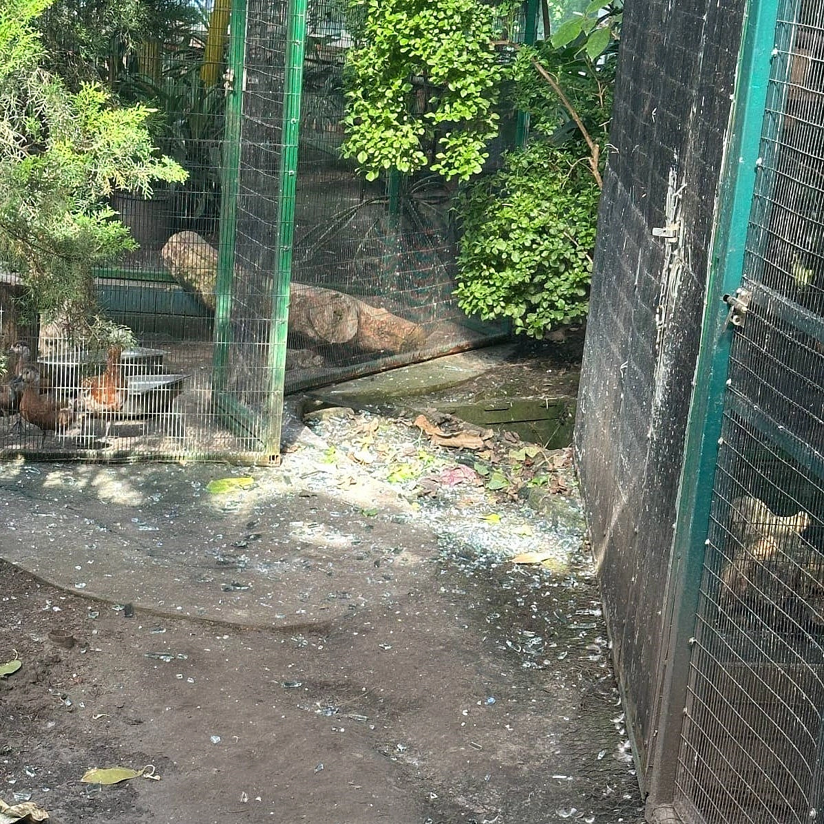 🐊Через ворожу атаку в КиївЗоо постраждали тварини та пошкоджені будівліУнаслідок вибухової хвилі травм зазнали черепахи й крок... - на we.ua