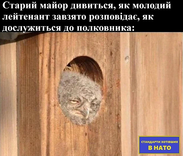 стандарти хотівших в НАТО на we.ua
