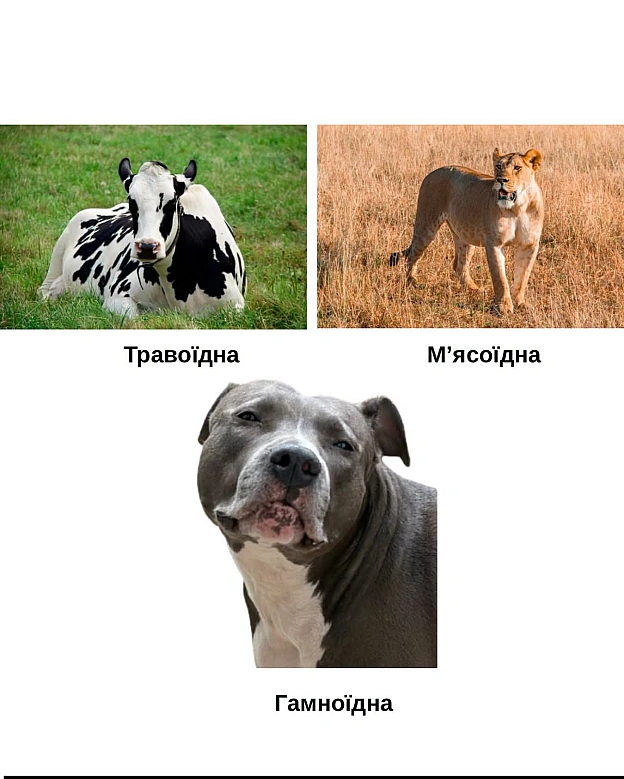 на we.ua