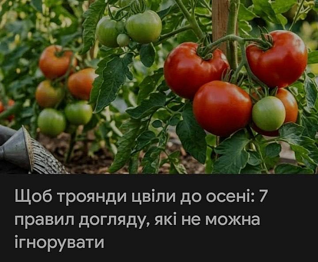 на we.ua