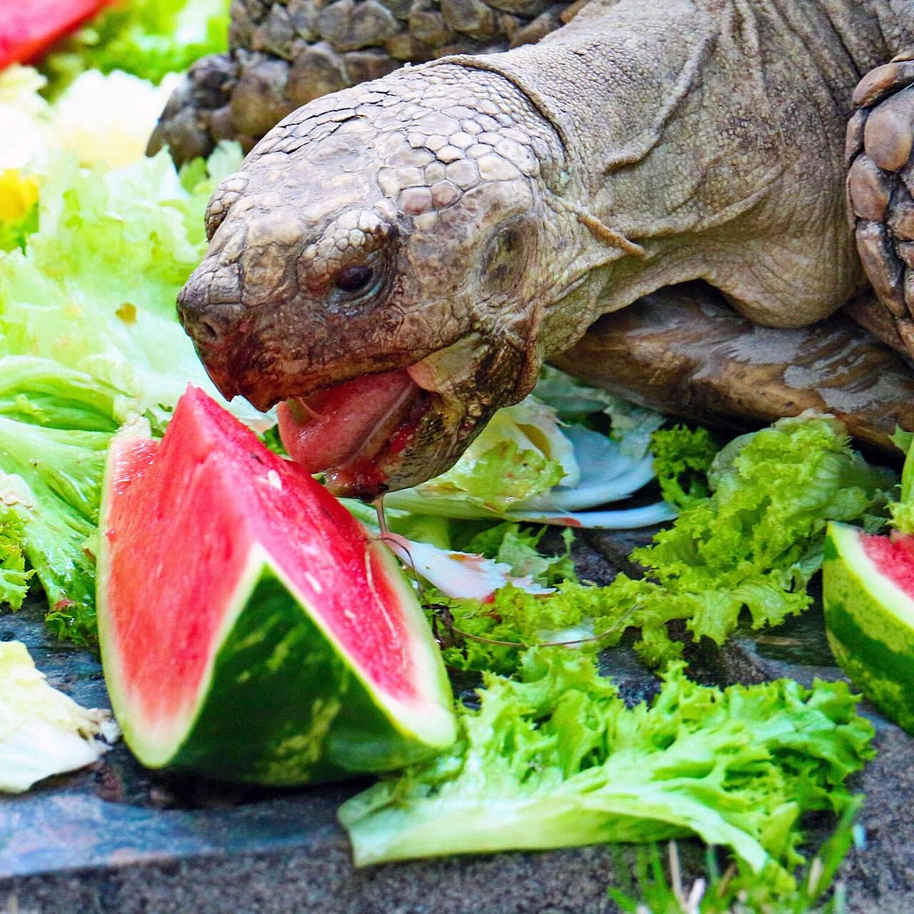 🐢🍉 Цими вихідними в КиївЗоо влаштують кавунові ланчі для шпороносних черепахДля них кавун – не лише улюблені літні ласощі, а й... - на we.ua
