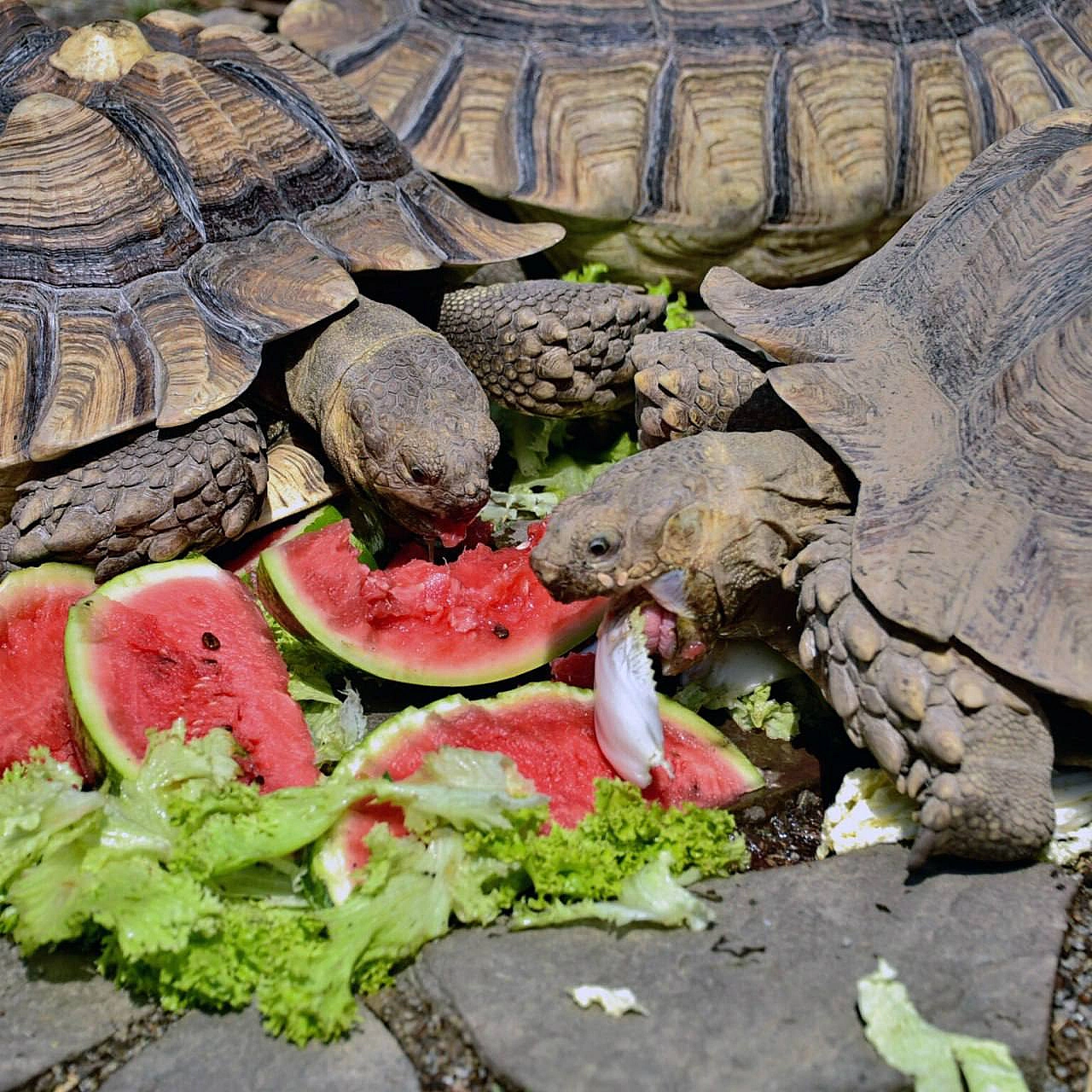 🐢🍉 Цими вихідними в КиївЗоо влаштують кавунові ланчі для шпороносних черепахДля них кавун – не лише улюблені літні ласощі, а й... - на we.ua
