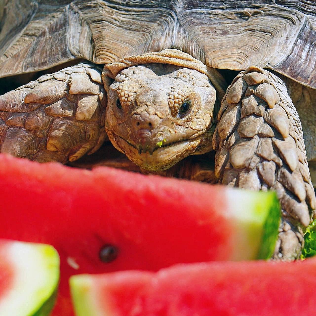 🐢🍉 Цими вихідними в КиївЗоо влаштують кавунові ланчі для шпороносних черепахДля них кавун – не лише улюблені літні ласощі, а й... - на we.ua