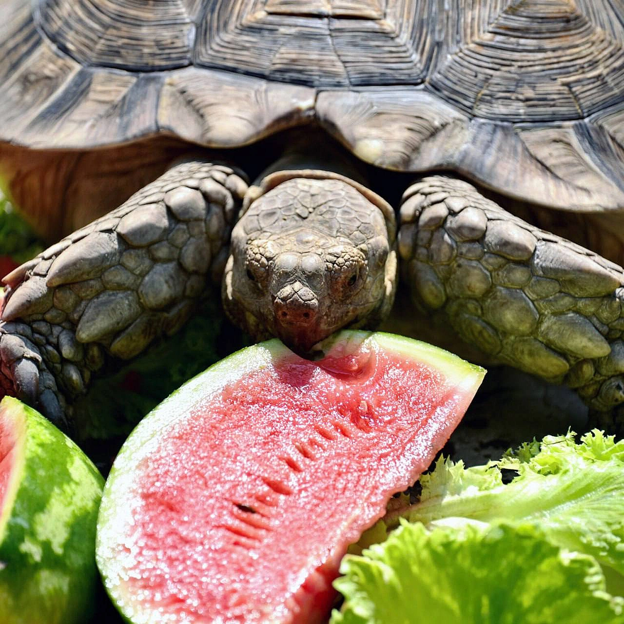 🐢🍉 Цими вихідними в КиївЗоо влаштують кавунові ланчі для шпороносних черепахДля них кавун – не лише улюблені літні ласощі, а й... - на we.ua