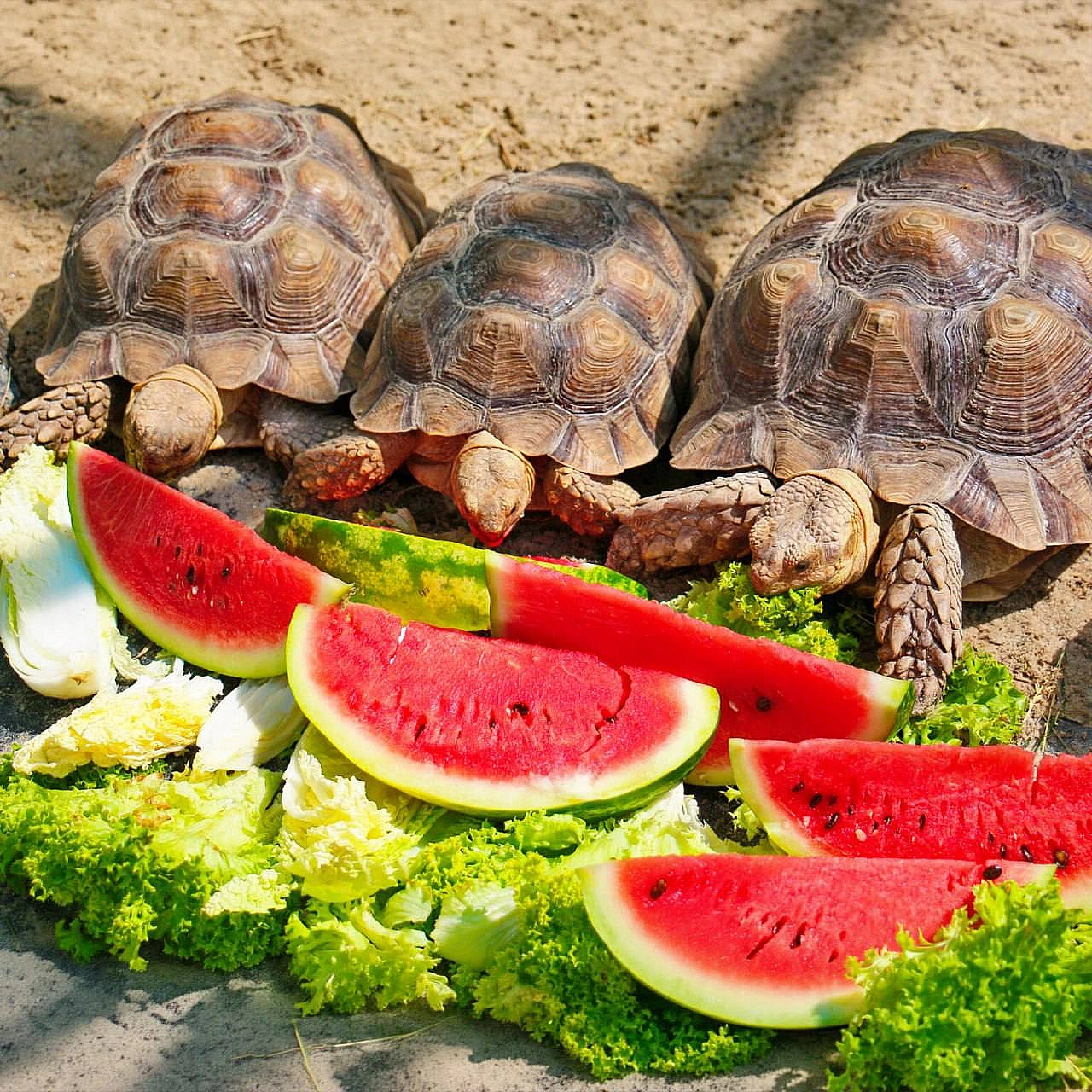 🐢🍉 Цими вихідними в КиївЗоо влаштують кавунові ланчі для шпороносних черепахДля них кавун – не лише улюблені літні ласощі, а й... - на we.ua