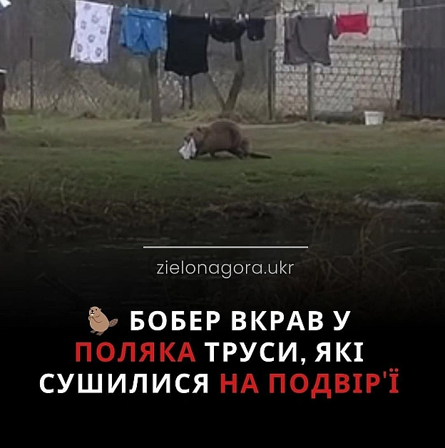 на we.ua
