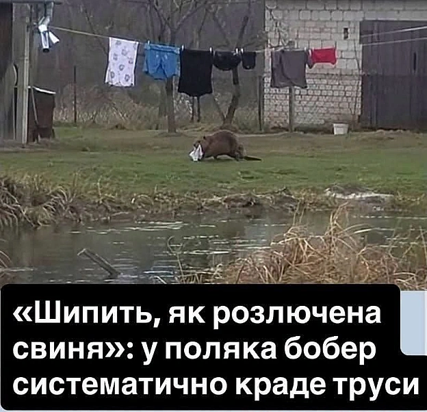 У бобра вже знайшли українське громадянство - на we.ua