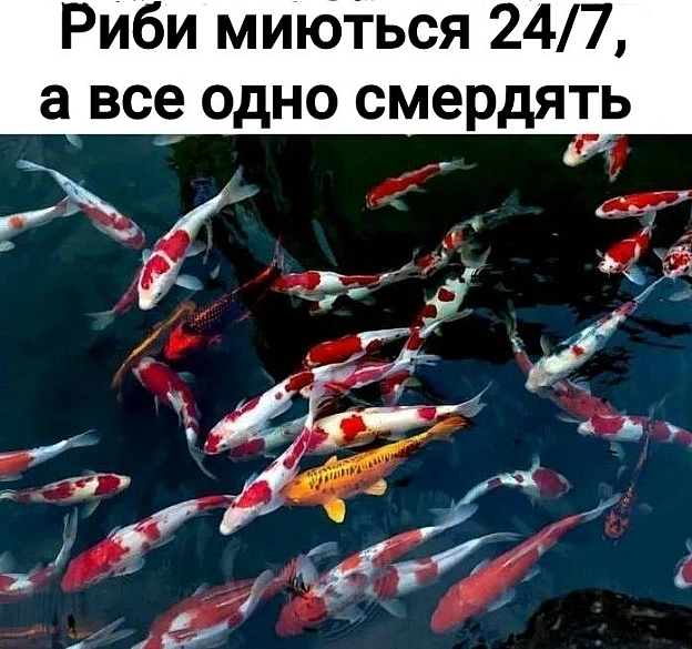 Неймовірно, але факт - на we.ua
