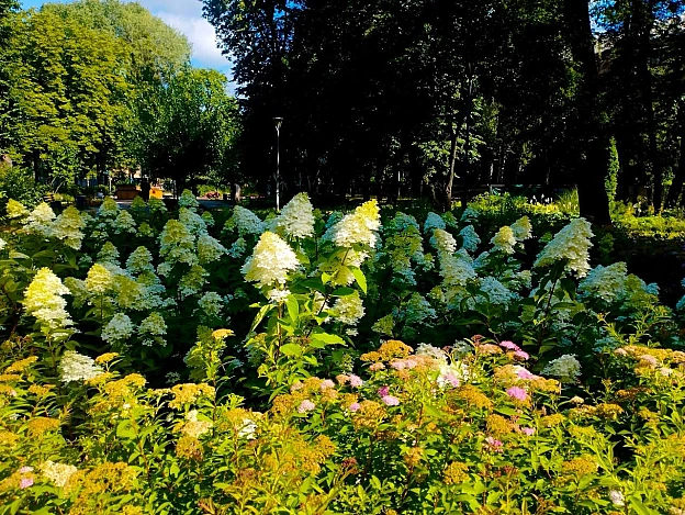 🪻У Києві триває сезон цвітіння гортензій💛Саме зараз вони у найпишнішій фазі та прикрашають парки, сквери, набережні й інші зел... - на we.ua