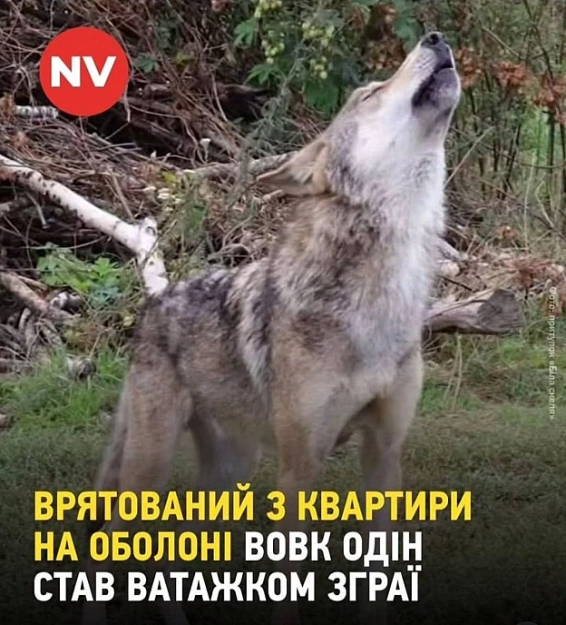 Історія успіху твого колишнього скуфа - на we.ua