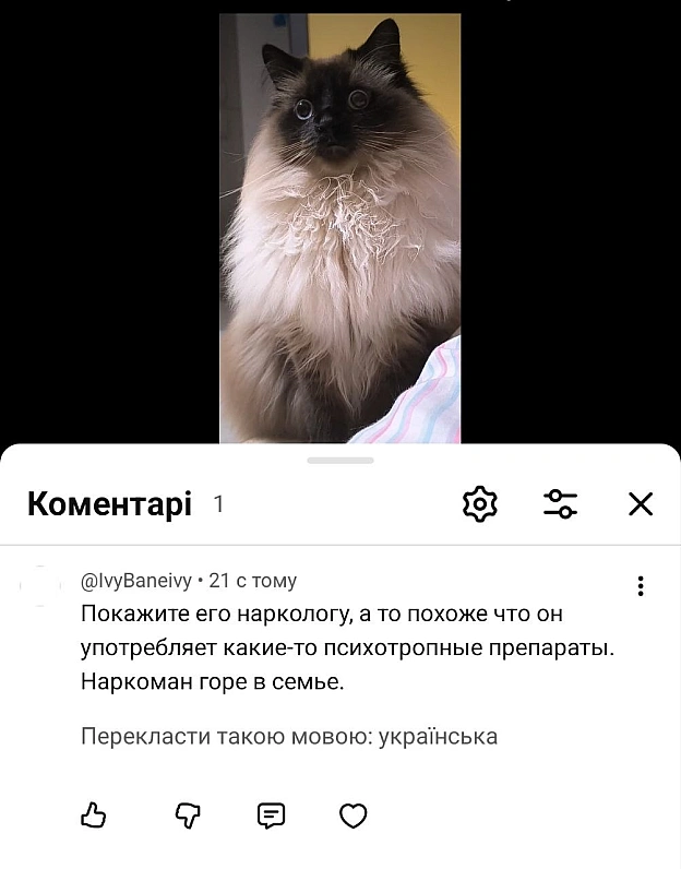 Вимбачте, але кіт Міф тепер збирає ну дуже різні коментарі на ютубі 😆😆😂😂🙈 - на we.ua