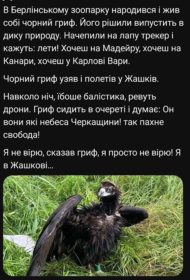 Баба і Кіт on we.ua