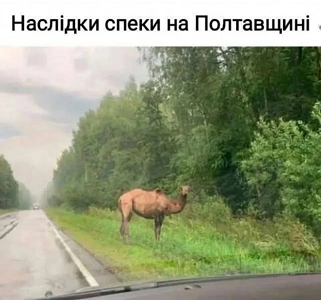 Баба і Кіт on we.ua