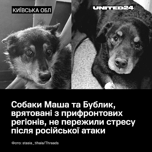 Поки зооволонтери роблять усе можливе, щоб евакуювати тварин із прифронтових регіонів у безпечніші місця, російська агресія назд... - на we.ua