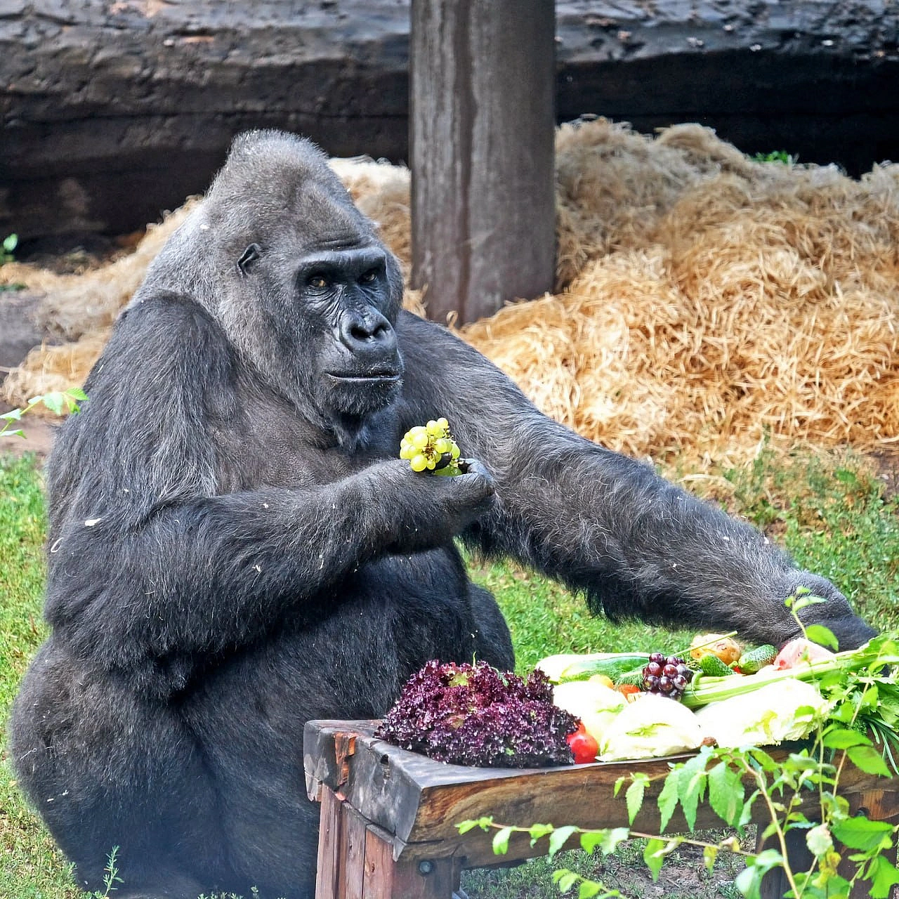 🦍🎉 Попри всі атаки ворога, життя в столиці триває. Горила Тоні святкує 52-річчя: у КиївЗоо влаштують іменинні сніданки За людс... - на we.ua