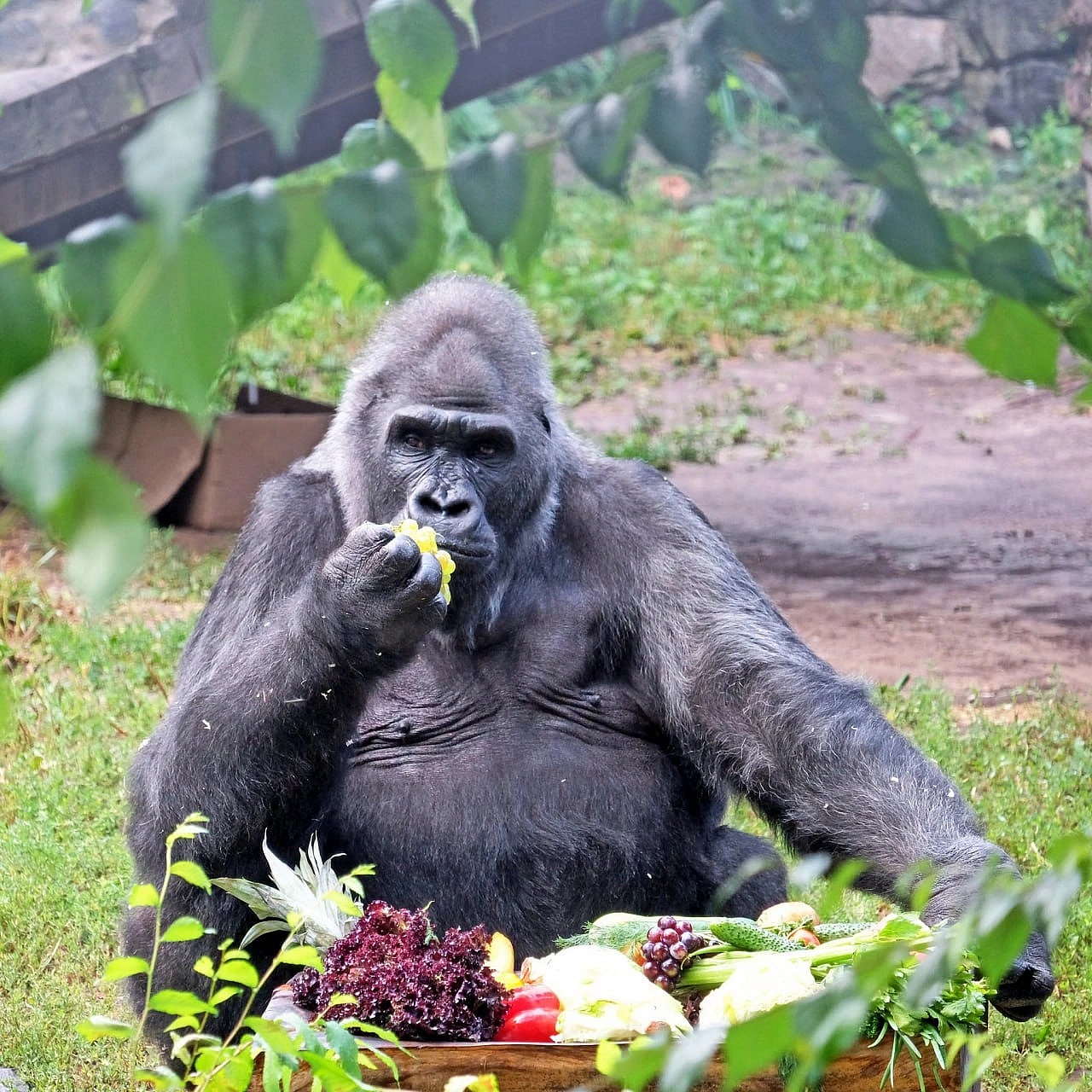 🦍🎉 Попри всі атаки ворога, життя в столиці триває. Горила Тоні святкує 52-річчя: у КиївЗоо влаштують іменинні сніданки За людс... - на we.ua