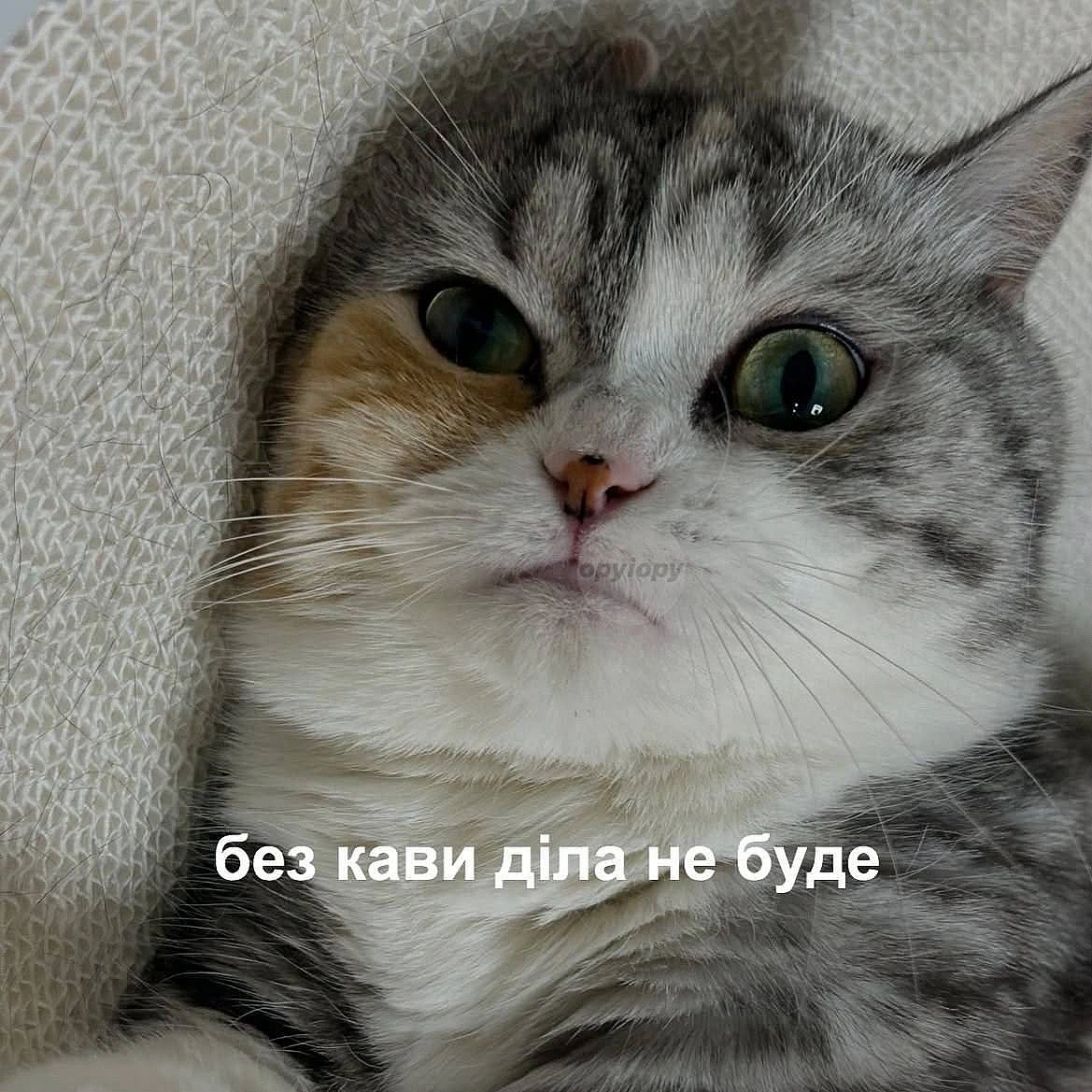 Доброго ранку!#хзчиймем@memargam - на we.ua