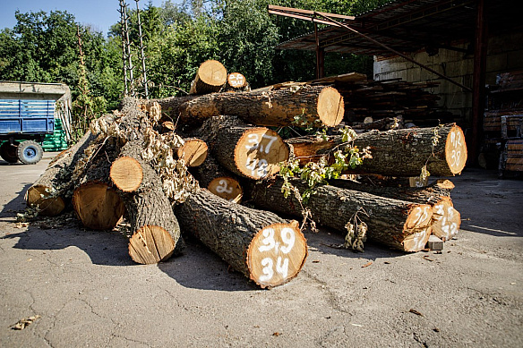 🌳Видалені на Теремках дерева \