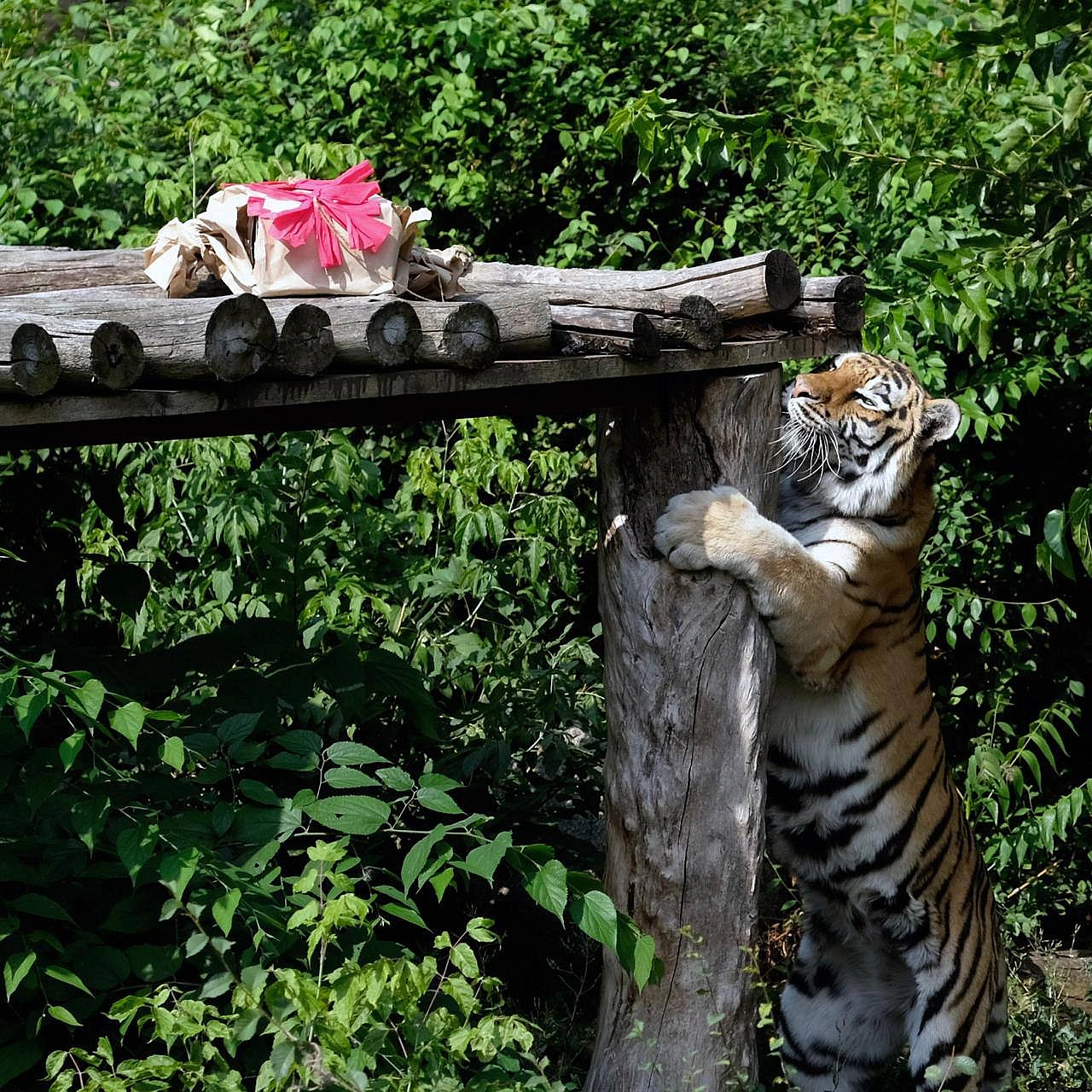 🐯🎉Тигри КиївЗоо Рена та Малюк святкують своє 18-річчяЦе дуже поважний вік для тигрів. За цією цифрою – щоденна кропітка робота... - на we.ua