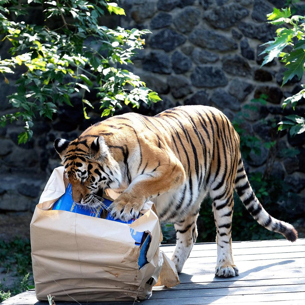 🐯🎉Тигри КиївЗоо Рена та Малюк святкують своє 18-річчяЦе дуже поважний вік для тигрів. За цією цифрою – щоденна кропітка робота... - на we.ua
