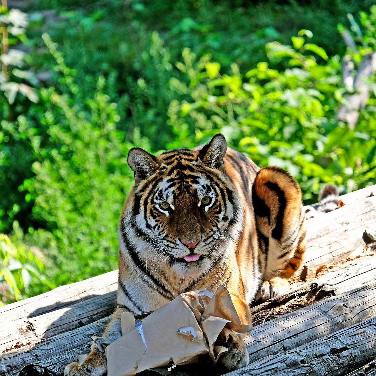 🐯🎉Тигри КиївЗоо Рена та Малюк святкують своє 18-річчяЦе дуже поважний вік для тигрів. За цією цифрою – щоденна кропітка робота... - на we.ua